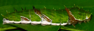 Larvae